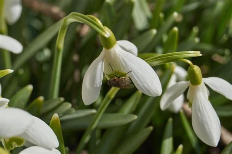 Les Perce Neige Fleurissent Sur La Pelouse Du Jardin Le Perce Neige Est