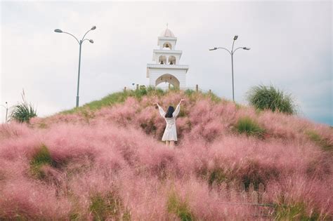 제주 핑크뮬리 명소를 찾는 당신에게 드리는 간곡한 부탁