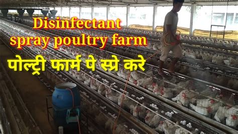 Disinfectant Spray In Poultry