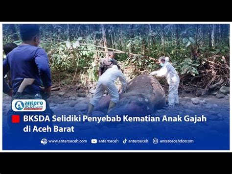 Seekor Gajah Sumatera Ditemukan Mati Di Nagan Raya