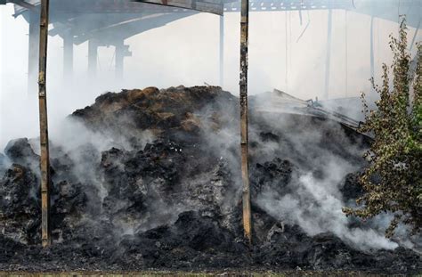 Mehr Als Hundert K He Sterben Bei Scheunenbrand