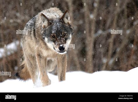 European Gray Wolf Canis Lupus Lupus Walking In The Snow Front View