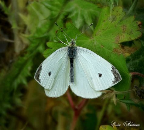 Pieris Rapae Juzaphoto