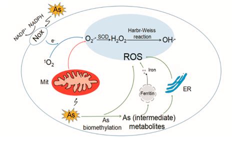 Biomolecules Free Full Text The Role Of Reactive Oxygen Species In