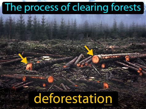 Deforestation Definition Image GameSmartz