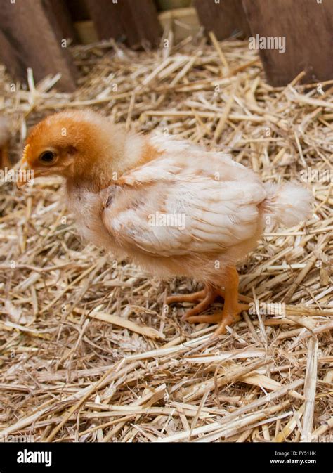 Three Week Old Chicks In A Barn Brooder Stock Photo Alamy