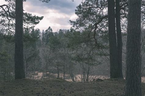 Naked Pine Tree Forest Before Winter Vintage Retro Look Stock Image