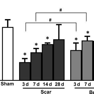 Temporal Change In MiR145 Expression After MI In WT Mice MiR145