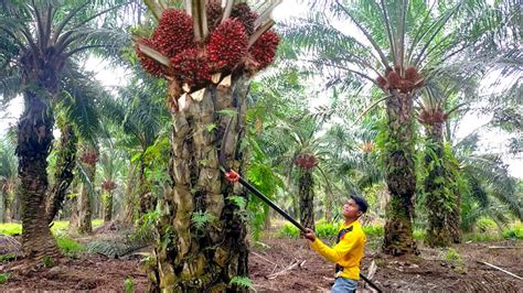 The Amazing Oil Palm Harvest Youtube