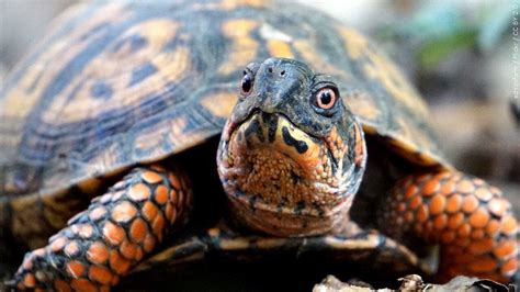 Chinese Woman Facing Charge Of Trying To Smuggle Turtles Across Vt