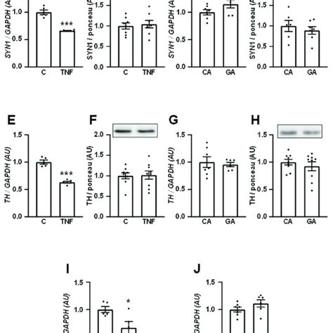 Tnf Represses The Expression Of Neuronal Markers In Human Neuronal