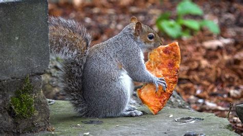 Squirrel Eating Pizza Hackney London Urban Wildlife Youtube