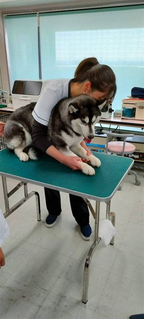 【動物看護師学科】大型犬の保定をしました 最新情報・ブログ 国際ペット総合専門学校