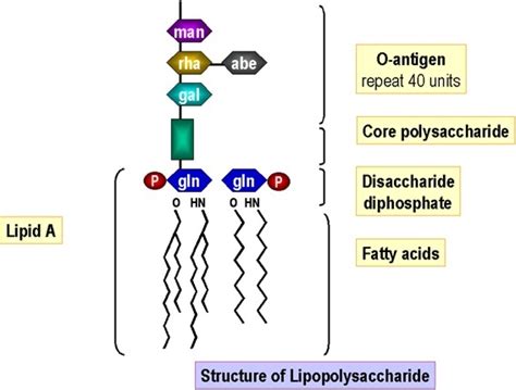 Lipopolysaccharide Lps Layer • Microbe Online