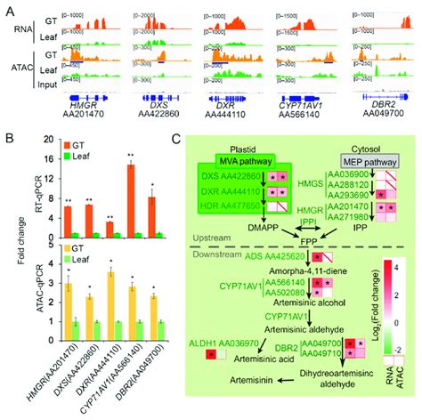 Chromatin Accessibility Plays A Role In Artemisinin Biosynthesis