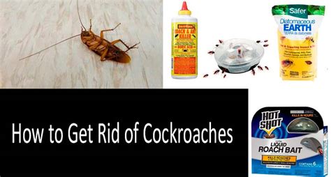 How To Get Rid Of Roaches Best Ways In 2022 To Get Rid Of Cockroaches