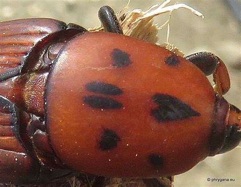 Rhynchophorus Ferrugineus Olivier 1791 Dryophthoridés