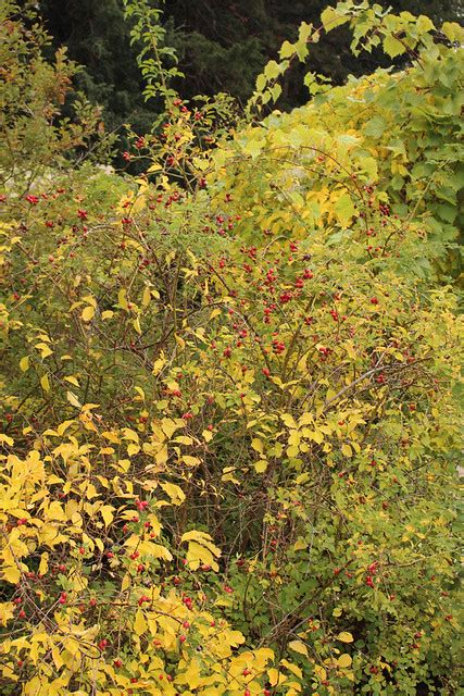 Rosa Dumalis Bechst Bg Kopenhagen Ruud De Block Flickr