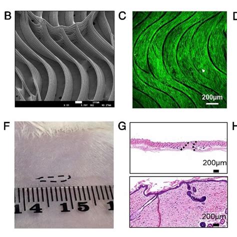 The Proof Of Concept Of The Convergence Of Biomimetic Matrices And