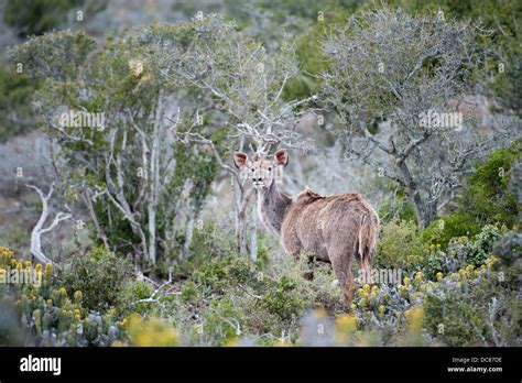 Greater Kudu Tragelaphus Strepsiceros Kwandwe Game Reserve South