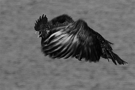 Cockrel In Flight Aidanmaguire Aidan Maguire Flickr