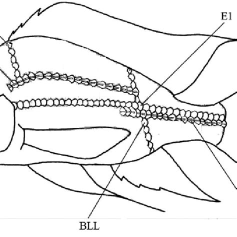 Meristic Counts Abbreviations All Scales Above Upper Lateral Line To