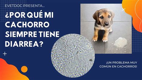 Que Le Da Diarrea A Un Perro