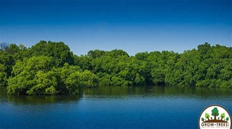 Mangrove Forests - Grow-Trees Blog