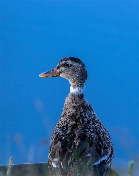 Close Up Photo of a Duck · Free Stock Photo