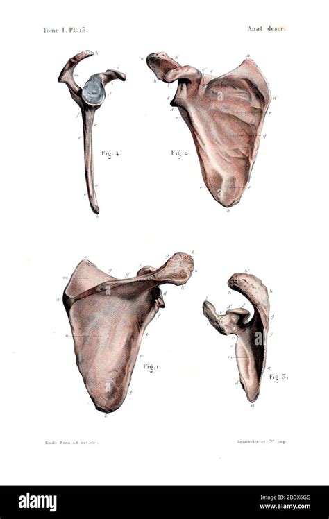 Anatomie Thoracique Humaine Banque De Photographies Et Dimages Haute