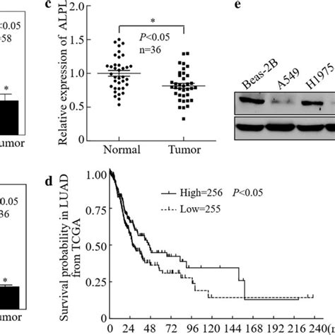 Alkaline Phosphatase Alpl Inhibits Rhoa Mrna Transcription By Download Scientific Diagram