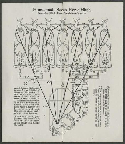 Draft Horse Harness Diagram - General Wiring Diagram