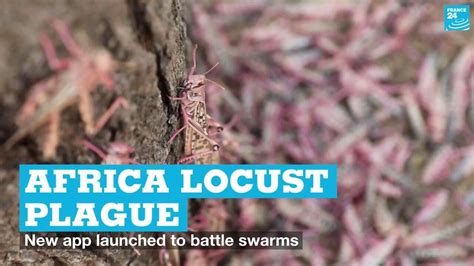 Africa locust plague: New app launched to battle swarms