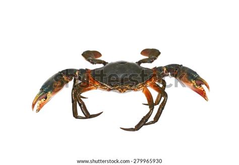 Serrated Mud Crab Serrated Mud Crab Stock Photo 279965930 Shutterstock