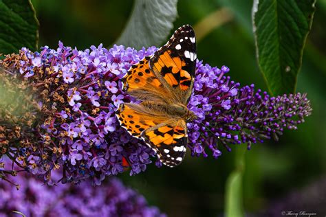 Belle Dame Vanesse Des Chardons Vanessa Cardui Flickr