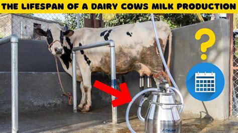 How Long Do Cows Produce Milk Science Behind Dairy Capacity Of A Cow Dairy Farm Fatcs Youtube