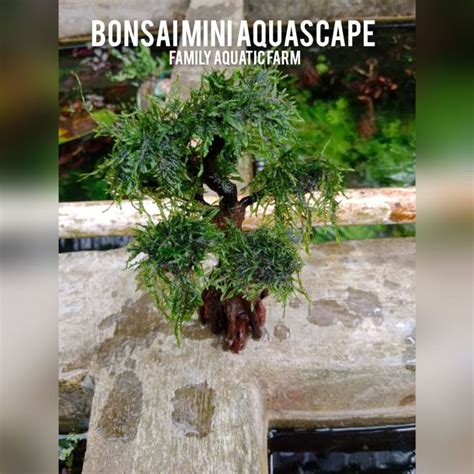 Bonsai Aquascape Tema Beringin Mini Bonsai Aquascape Tanaman Aquascape Tanaman Hias Untuk