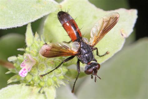 Tachinid Fly Cylindromyia Species Meadowood Srma Mason Flickr