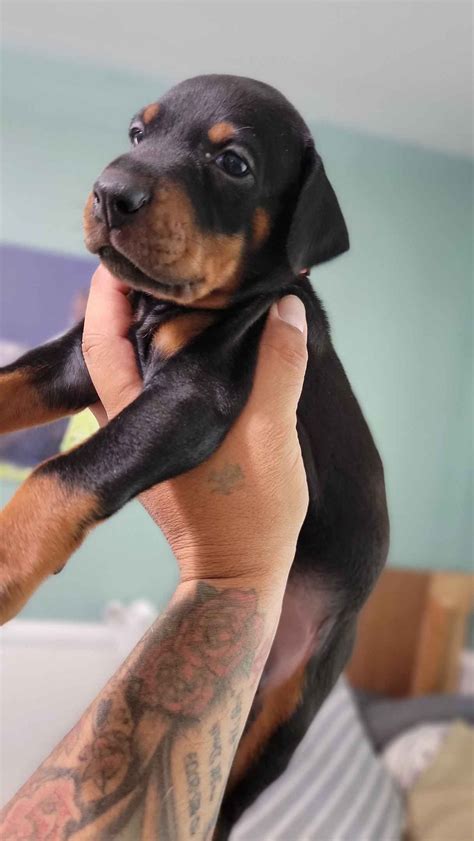 Nemesis Kennels Doberman Pinscher Puppies For Sale In Phelan Ca