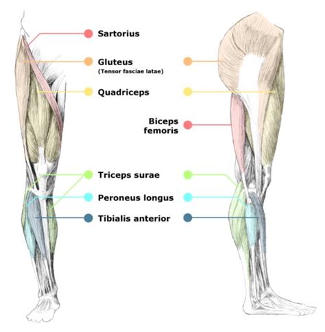 Leg Muscle Diagram Simple