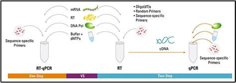 Microfluidic PCR & qPCR - Elveflow