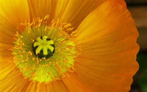 Bakgrundsbilder Makro Gul Orange Pollen Flora Kronblad Blume