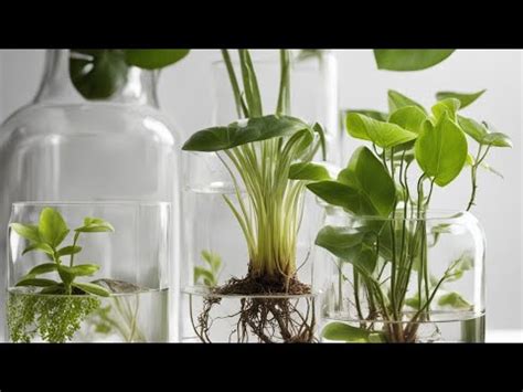 Top 10 House Plants That Thrives In Water Myplantshavefun YouTube