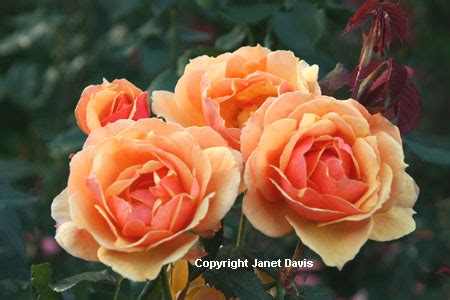 beautifulbotany.com - Botanical R-S - Stock Photography by Janet Davis
