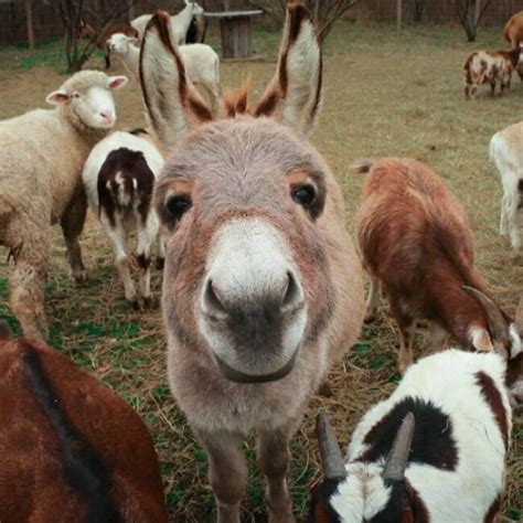 Donkeys Can Be Cute Too And Here Are Pics To Prove That Happy