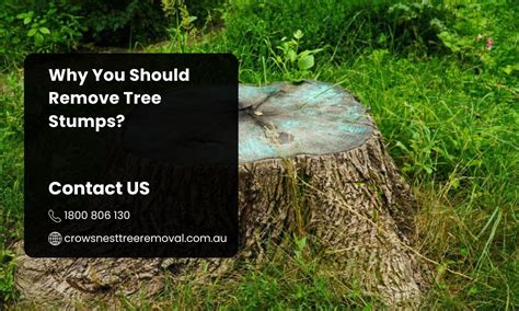 Tree Removal Adelaide Tree Cutting Adelaide Crows Nest Tree Removal