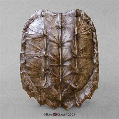 Real Snapping Turtle Shell, 53% OFF | rbk.bm