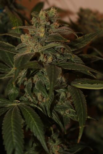 Somango Strain Info Somango Weed By Soma Seeds GrowDiaries