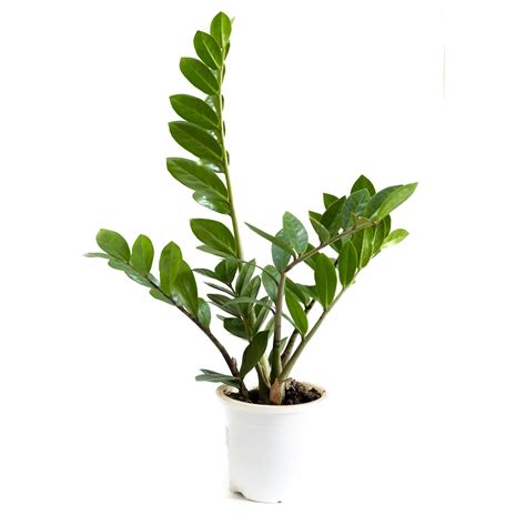 Zz Plant Zamioculcas Zamiifolia Bagh Rare Indoor Plants Nursery