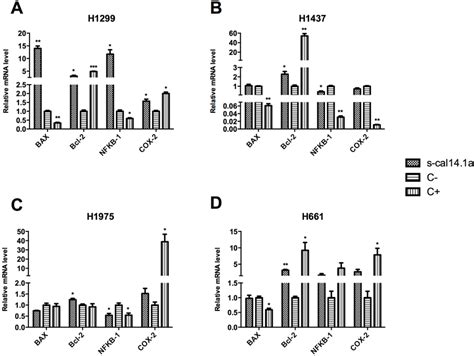 mRNA expression profile of BAX Bcl 2 NFκB 1 and COX 2 in H1299 A